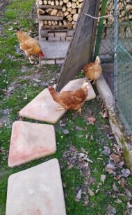 piastre a trapezio col. pietre del borgo, 05PTRP, località: Rasa di Lendinara (Rovigo)