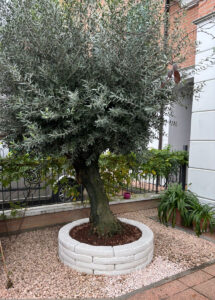 <a href="/prodotti/cordoli-bordure-piastre/bordo-curvo-130-180/">bordo curvo da 130</a> col. bianco cod. 05CU130GB, località: Bastiglia (Modena) bordo curvo da 130 per aiuole col. bianco cod. 05CU130GB, località: Bastiglia (Modena)