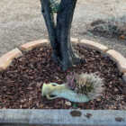 bordo curvo da 130 per aiuole col. pietre del borgo cod. 05CU130P, località: Perugia