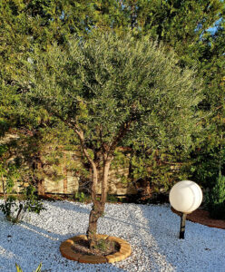 <a href="/prodotti/cordoli-bordure-piastre/bordo-curvo-80-100/">bordo curvo da 80</a> per aiuole col. pietre del borgo, cod. 05CU80P, località: Castrolibero (Cosenza) bordo curvo da 80 per aiuole col. pietre del borgo, cod. 05CU80P, località: Castrolibero (Cosenza)