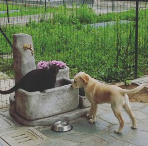 <a href="/prodotti/fontane-da-giardino/fontana-dolomiti-60/">fontana Dolomiti 60</a> col. antichizzato, cod. 03FD60AT, in compagnia di Fonzy e Beky, località: Missaglia (Lecco) fontana Dolomiti 60 col. antichizzato, cod. 03FD60AT, in compagnia di Fonzy e Beky, località: Missaglia (Lecco)