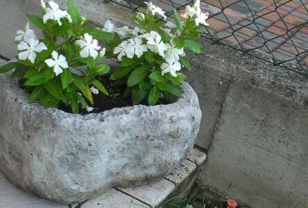 vaso primula 40 cm col. antichizzato (fuori produzione), cod. 02VP40AT, località: Sesto al Reghena (Pordenone) vaso primula 40 cm col. antichizzato (fuori produzione), cod. 02VP40AT, località: Sesto al Reghena (Pordenone)
