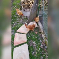 piastre a trapezio col. pietre del borgo, 05PTRP, località: Rasa di Lendinara (Rovigo)